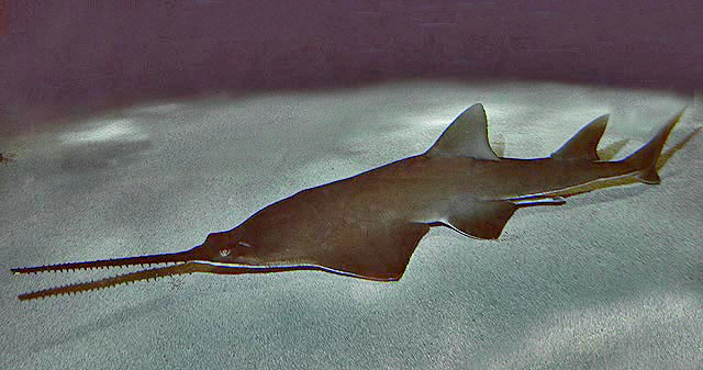 Endangered Smalltooth Sawfish