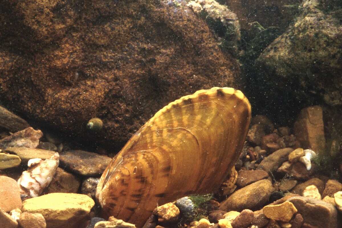 33 Most Threatened and Endangered Species in Florida 9 Endangered Southern Kidneyshell