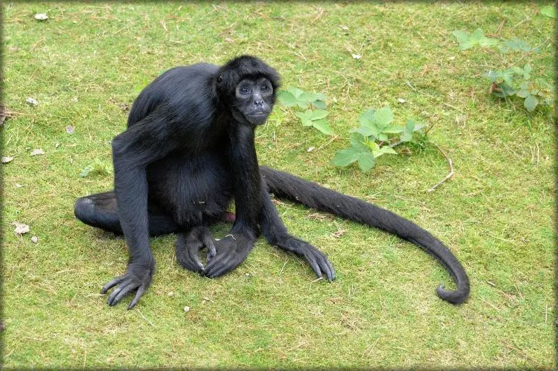 13 Types of Monkeys from Around the World 23 Spider monkey