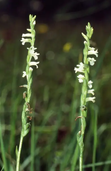 21 Top Most Endangered Plants Around the World 19 Spiranthes Aestivalis