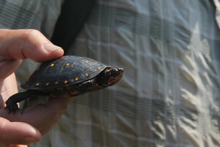 Spotted turtle