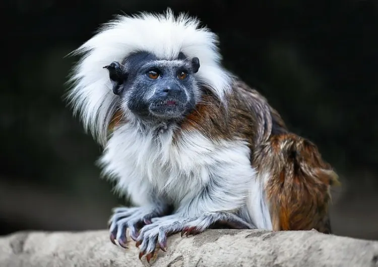 Cotton-top Tamarin monkey