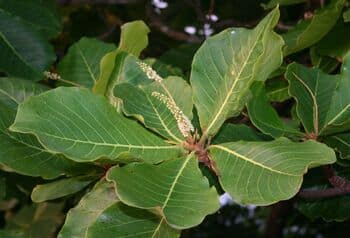 Terminalia Acuminata