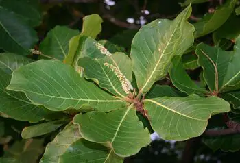 21 Top Most Endangered Plants Around the World 18 Terminalia Acuminata