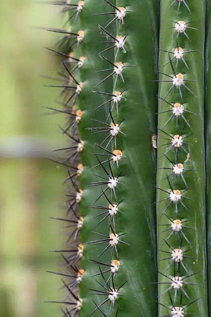 21 Top Most Endangered Plants Around the World 16 The Cactus