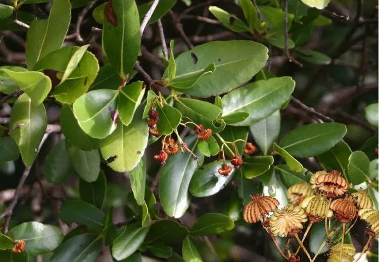 21 Top Most Endangered Plants Around the World 10 The Medusagyn.jpg