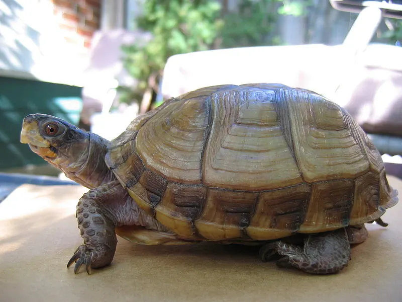 31 Different Types of Turtles Around the World 10 Three-toed Box Turtle