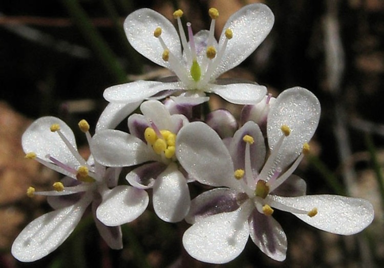 Thysanocarpus conchuliferu