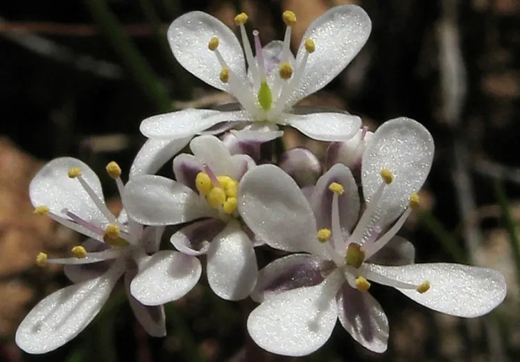 21 Top Most Endangered Plants Around the World 28 Thysanocarpus conchuliferu