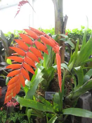 21 Top Most Endangered Plants Around the World 11 Tillandsia Dyeriana