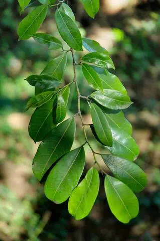 21 Top Most Endangered Plants Around the World 14 Trilepisium Gymnandrum