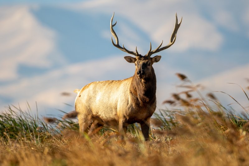 Tule elk bull in the wild