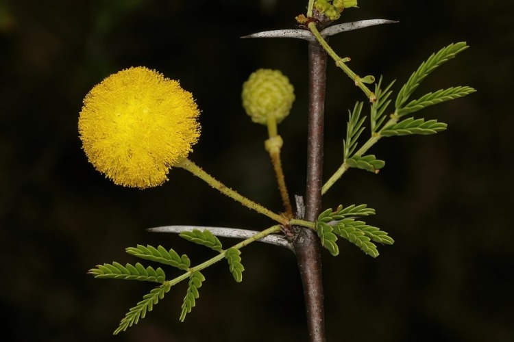 A type of acacia Vachellia