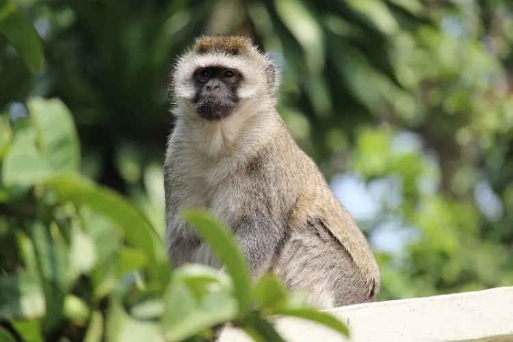13 Types of Monkeys from Around the World 18 Vervet monkey