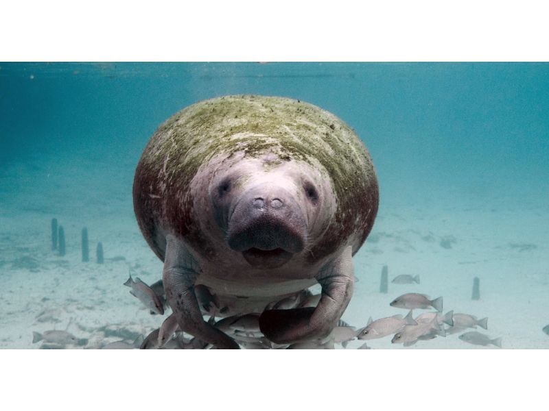 Endangered West Indian Manatee