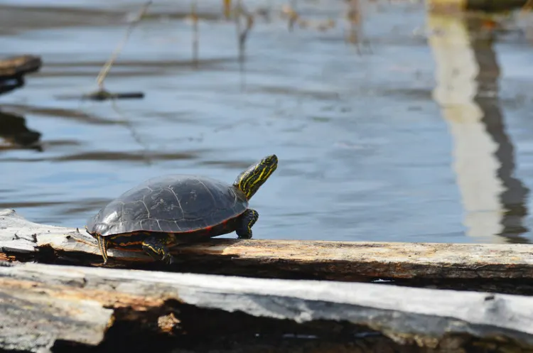 31 Different Types of Turtles Around the World 21 Western Painted Turtles