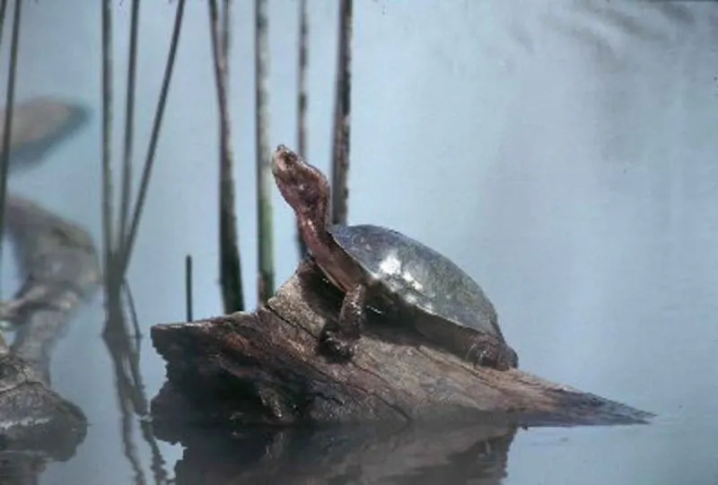 Western Pond Turtle