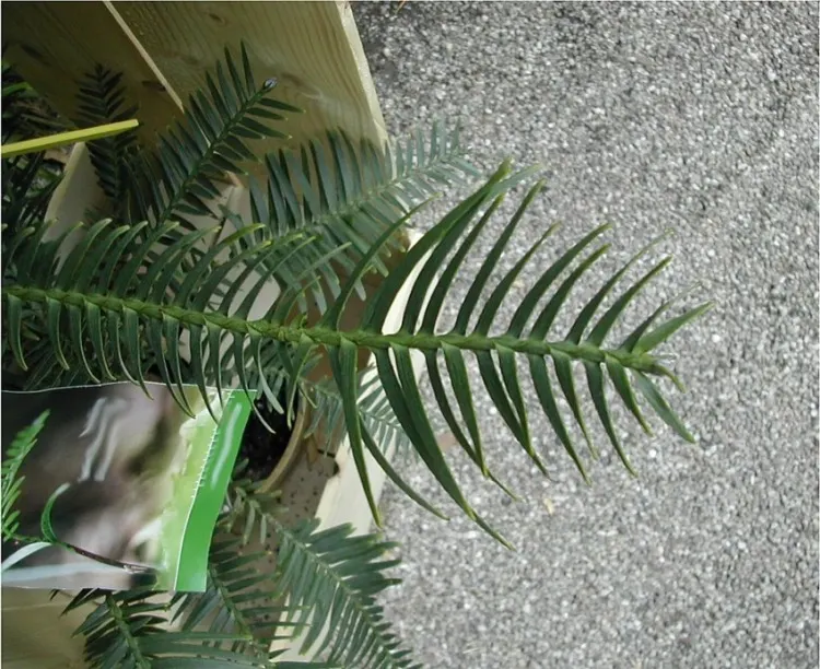 21 Top Most Endangered Plants Around the World 20 Wollemia Nobilis.jpg