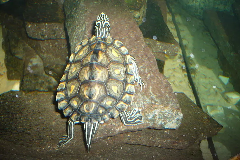 31 Different Types of Turtles Around the World 13 Yellow-Blotched Map Turtle
