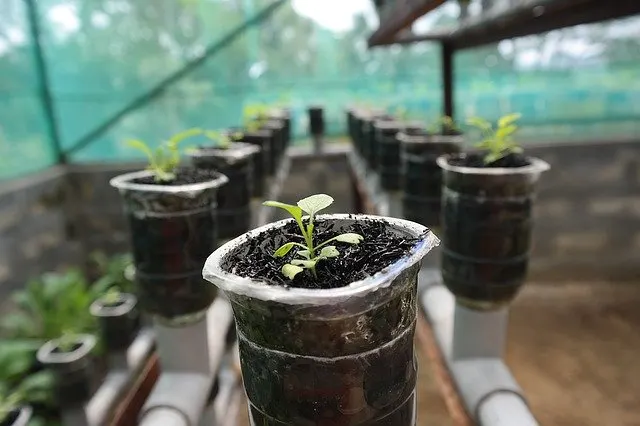 a plant in a hydroponic system