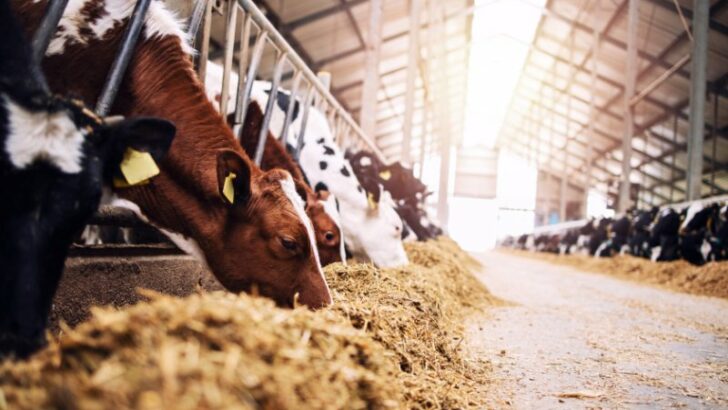 Group of cows at cowshed eating hay