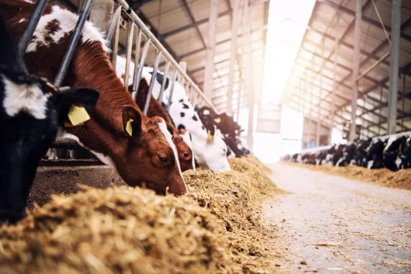 Group of cows at cowshed eating hay