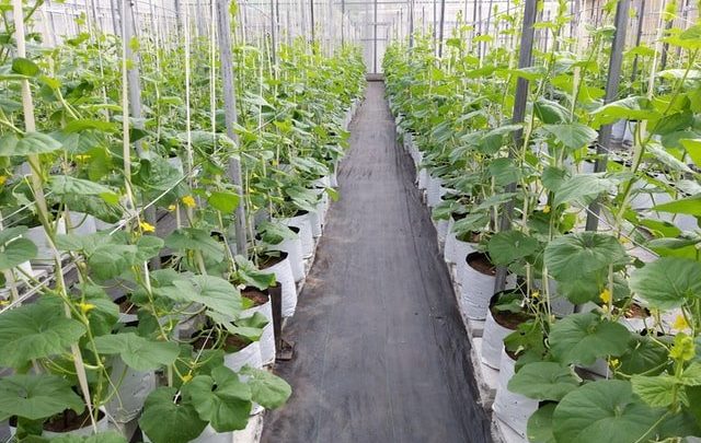 best greenhouse plastic