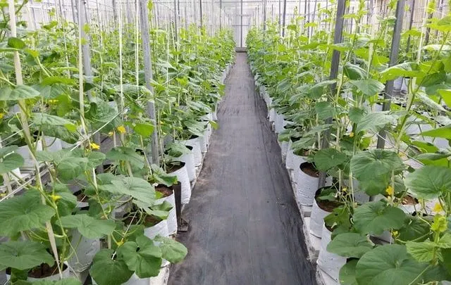 best greenhouse plastic