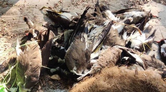10 Important Pros and Cons of Culling Animals 4 culling of birds to stop bird-flu