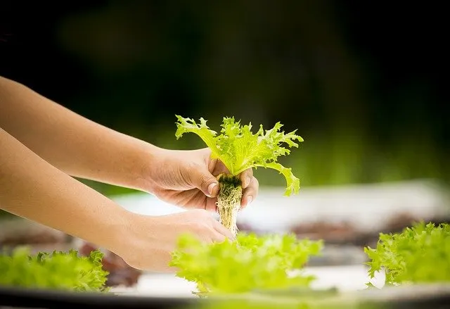 Hydroponics vs Aquaponics: What’s the Difference? 1 hydroponics farming