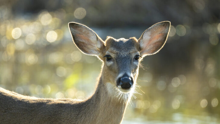 Key Deer, one of the most endangered species in Florida
