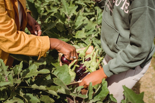 Increased Food Production