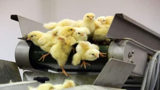 10 Important Pros and Cons of Culling Animals 2 poultry culling