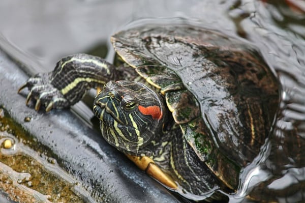 10 Different Types of Turtles Around the World 8 types of turtles: red-eared slider