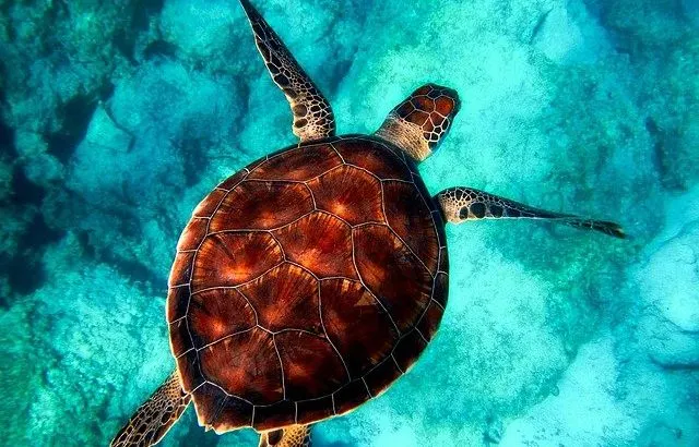 types of turtles