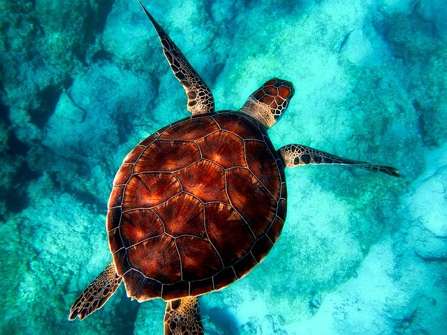 31 Different Types of Turtles Around the World