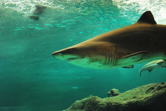 How Do Sharks Help The Ecosystem?
