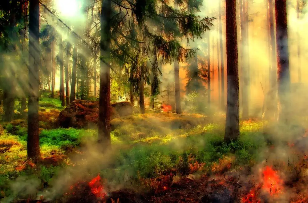 Burning forest