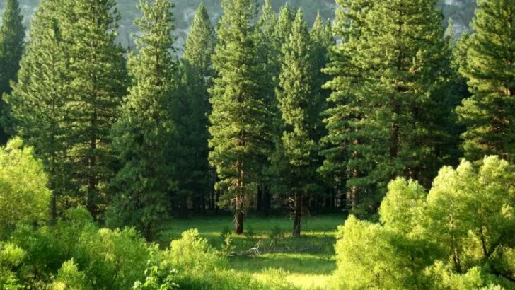 Pine Coniferous Trees