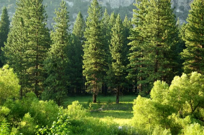 Tree planting Pine Coniferous Trees
