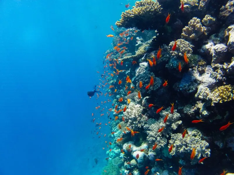 How Do Sharks Help The Ecosystem? 4 small fishes searching food