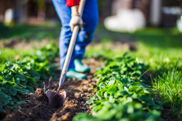 Farmer cultivating land in the garden with hand tools