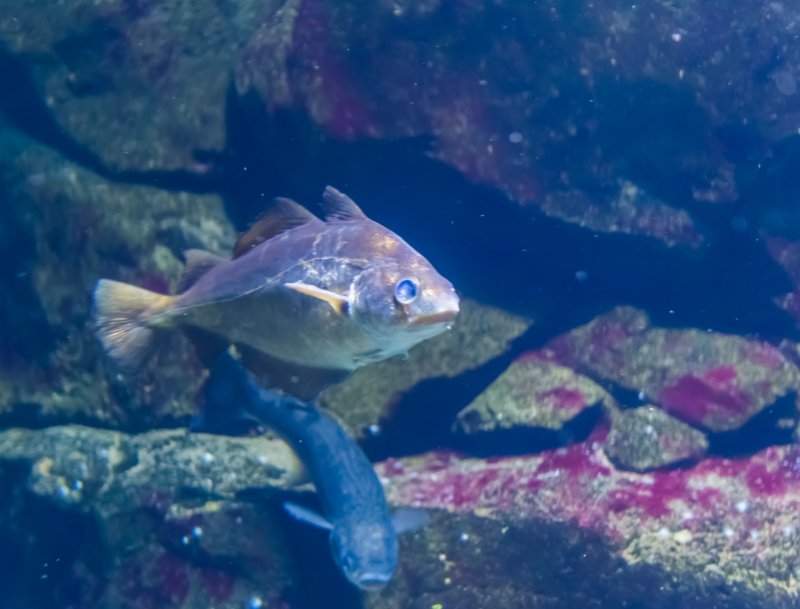 Close up of small fish swimming in ocean