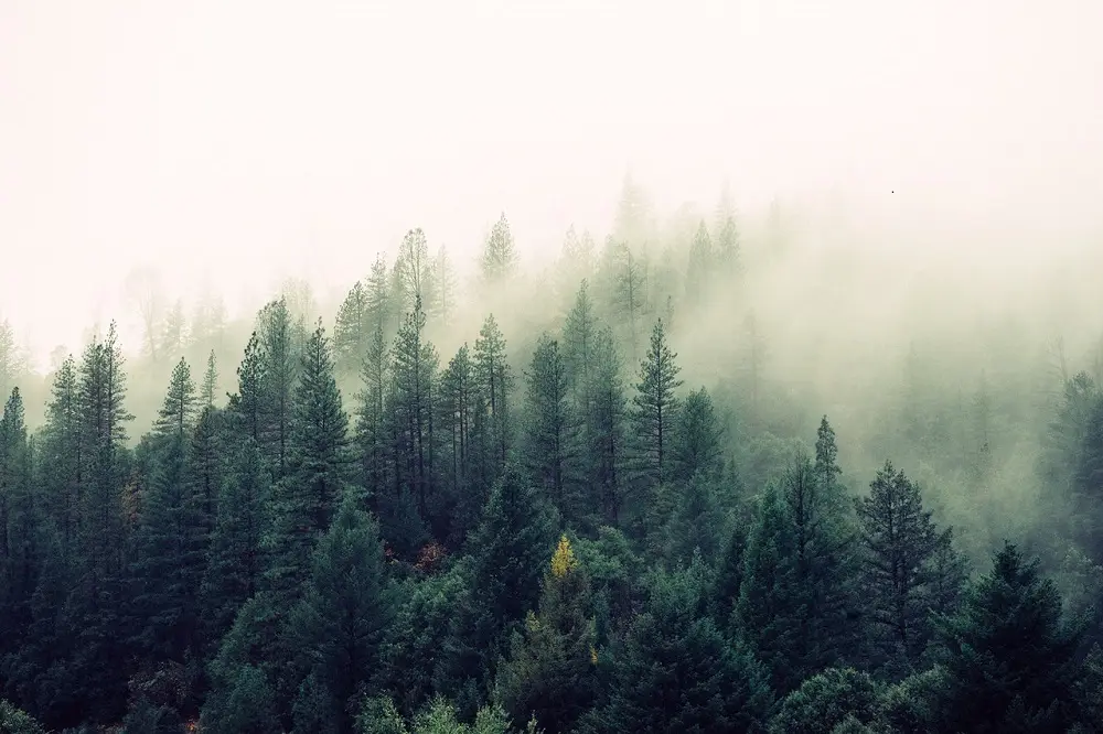 15 Best Outdoor Jobs | Careers to Consider for Outdoor Lovers 7 Forests