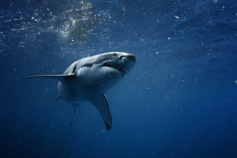 Shark near water surface