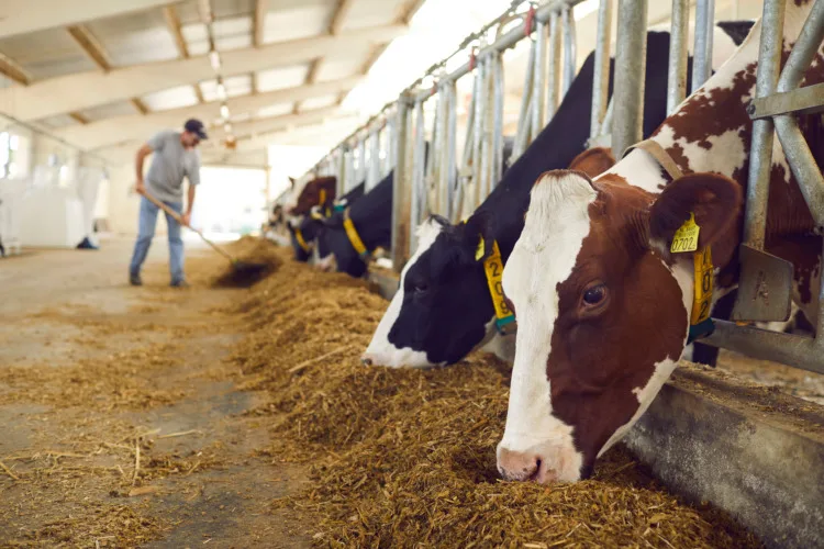 Herd of healthy dairy cows feeding in row of stables in feedlot barn