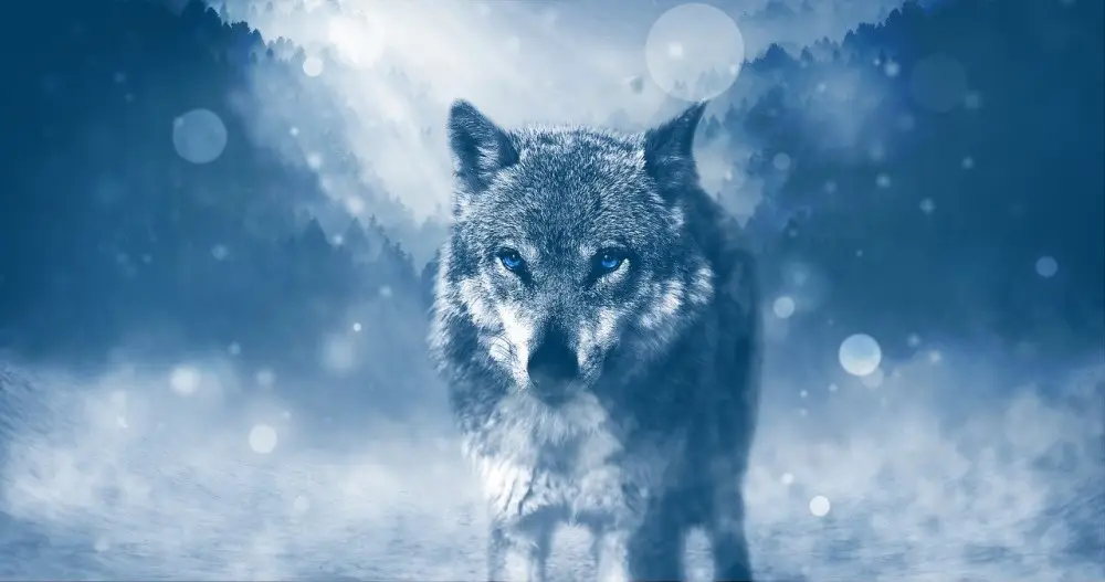 Lone winter wolf