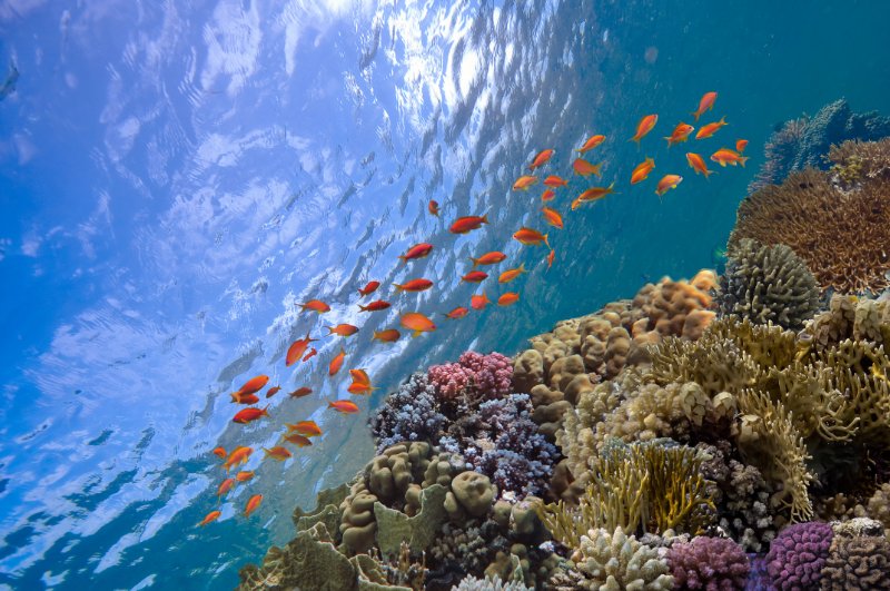 coral reef ecosystem in the ocean 