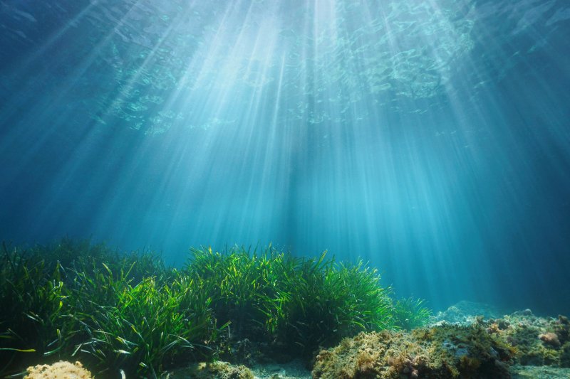 Natural sunlight underwater through water surface with seagrass and rock on the seabed