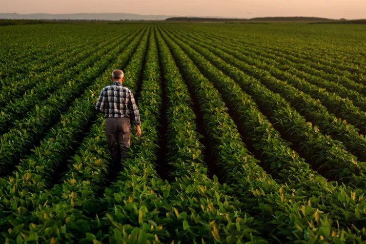 Senior farmer standing in soybean field examining crop